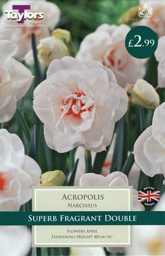 Narcissi Acropolis