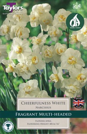 Narcissi Cheerfulness White 10-12 P/P