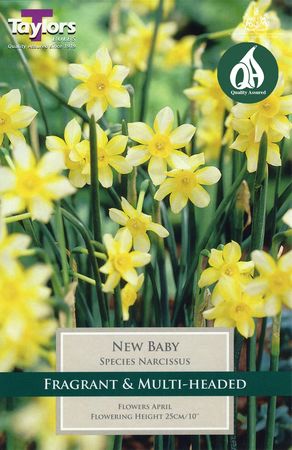 Narcissi New Baby