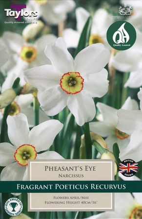 Narcissi Pheasant'S Eye 1 P/P