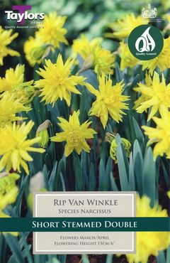 Narcissi Rip Van Winkle