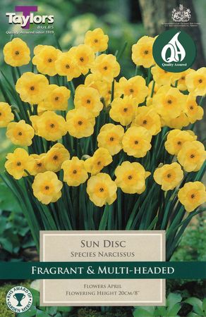 Narcissi Sun Disc