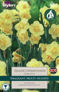 Narcissi Yellow Cheerfulness