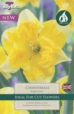 Narcissus Chanterelle 12-14 P/P