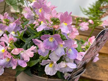 Nemesia Amelie  9cm pot