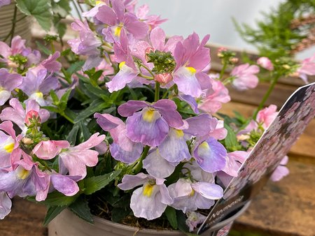 Nemesia Amelie  in 1L pot