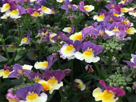 Nemesia Aroma Rhubarb And Custard  in 1L pot