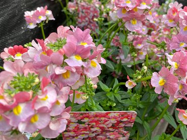 Nemesia Ayana in 1L pot