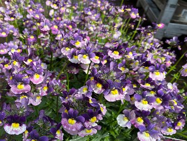 Nemesia Berries & Cream Improved  in 1L pot