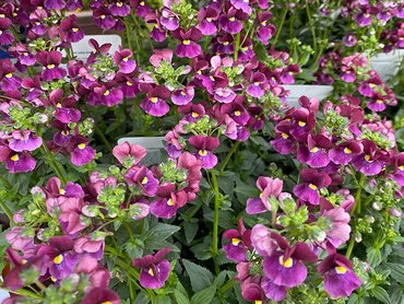 Nemesia Bordeaux in 1L pot