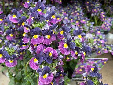 Nemesia Evening Dusk in 1L pot