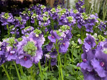 Nemesia Mrytille in 1L pot