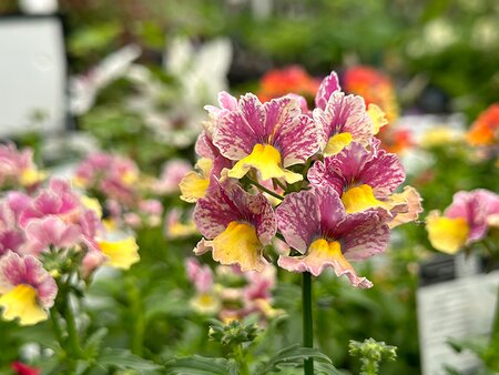 Nemesia Nesia Banana Swirl