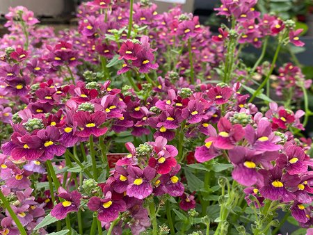 Nemesia Nuvo Carmine