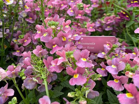 Nemesia Nuvo Rose