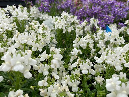 Nemesia Nuvo White