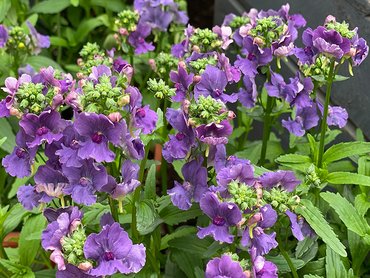 Nemesia Patio Ready Myrtille in 3L pot