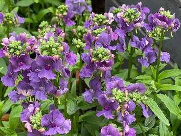 Nemesia Patio Ready Myrtille  in 3L pot