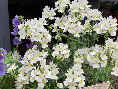 Nemesia Patio Ready Wisley Vanilla  in 3L pot