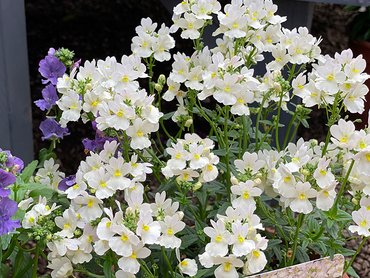 Nemesia Patio Ready Wisley Vanilla in 3L pot