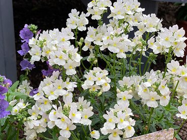 Nemesia Patio Ready Wisley Vanilla  in 3L pot