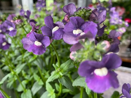 Nemesia Sapphire   9cm pot