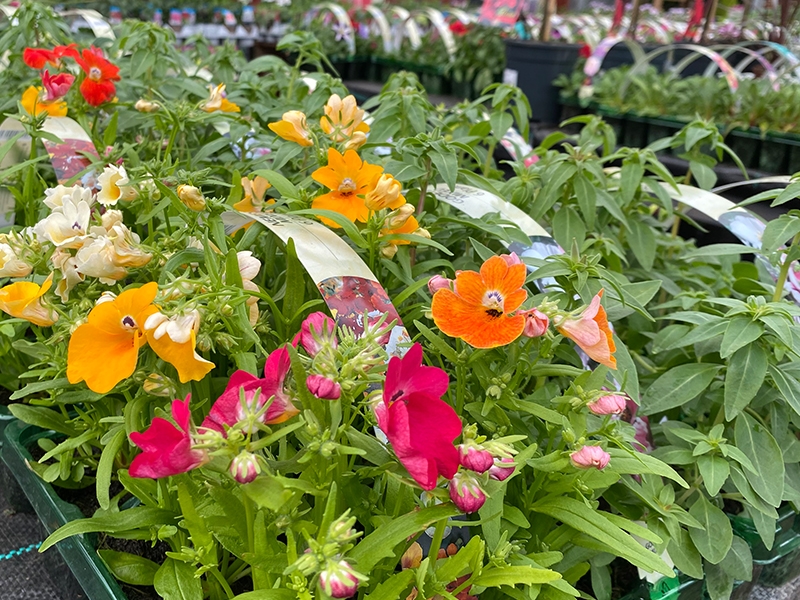 Nemesia Standard Bedding 6pk Merryhatton Garden Centre