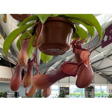 Nepenthes  mixed hanging - image 1