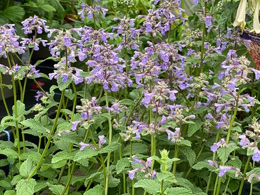 Nepeta Grandiflora Bramdean  in 2L pot