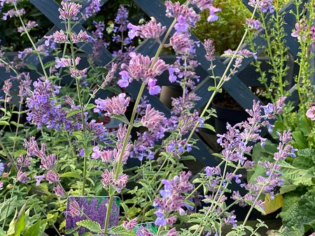 Nepeta Six Hills Giant in 2L pot