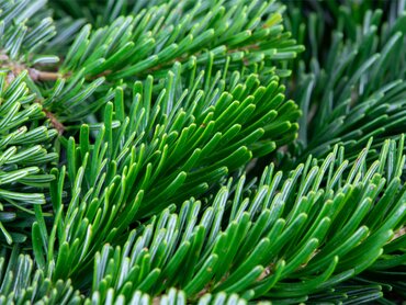 Nordmann Fir 275/300cm