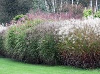 Ornamental grasses
