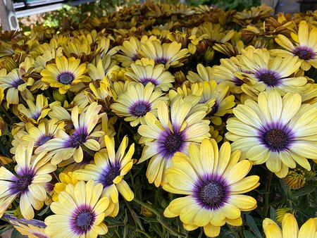 Osteospermum Serenity Blue Eyed Beauty