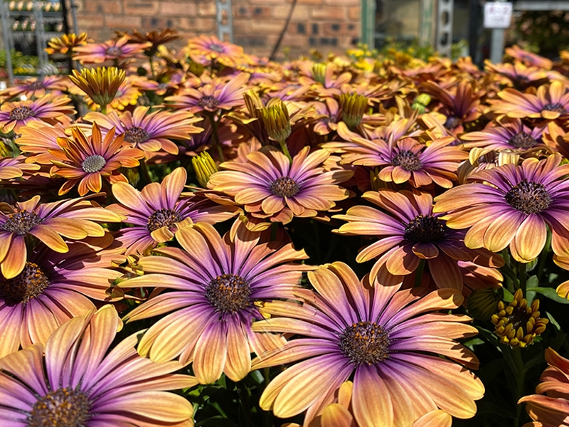 Osteospermum Serenity Pink Eye Beauty - Merryhatton Garden Centre