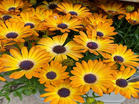 Osteospermum Serenity Sunshine Beauty