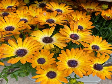 Osteospermum Serenity Sunshine Beauty