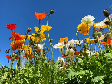 Papaver Garden Gnome