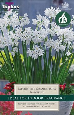 Paperwhite Grandiflora