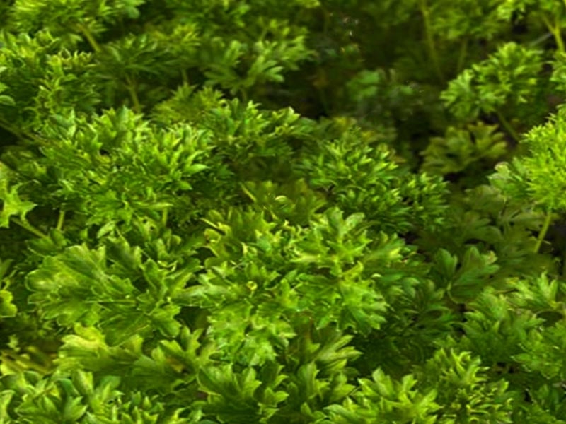 Parsley Moss Curled Merryhatton Garden Centre