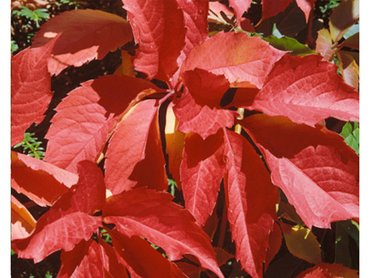 Parthenocissus Quinquefolia