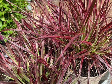 Pennisetum Fireworks  in 2L pot