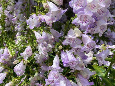 Penstemon Amethyst Quartz