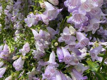 Penstemon Amethyst Quartz