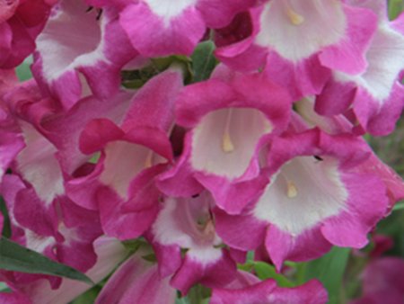 Penstemon Hartwegii Phoenix Magenta in 2L pot
