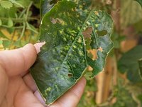 Pest & Disease Control