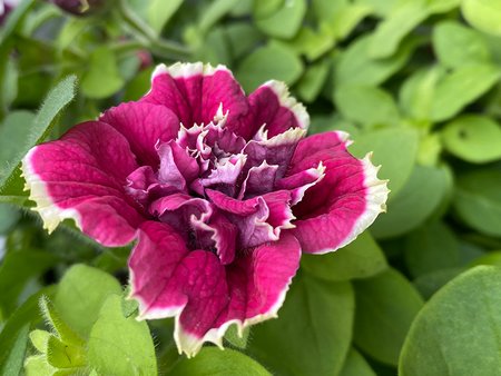 Petunia Double Trailing Anna  in 9cm pot