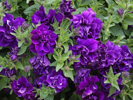 Petunia Double   Trailing Belinda   9cm pot