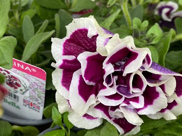 Petunia Double Trailing Bella 9cm pot