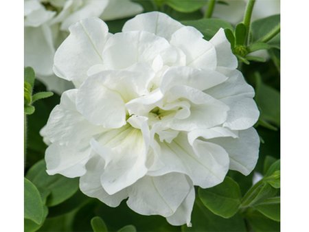 Petunia Double Trailing Diana  9cm pot