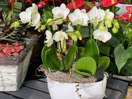 Miniature orchids in white oval bowl